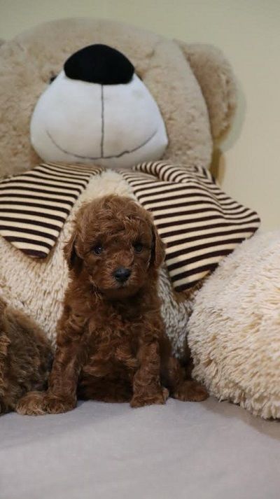 Mini Poodle 